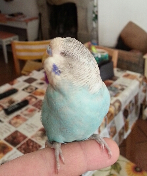 Polly il pappagallo
cieco