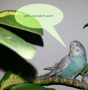 Polly il...