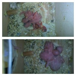 Piccoli pulli crescono