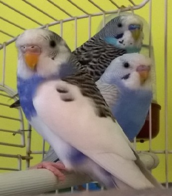 dubbi neofita