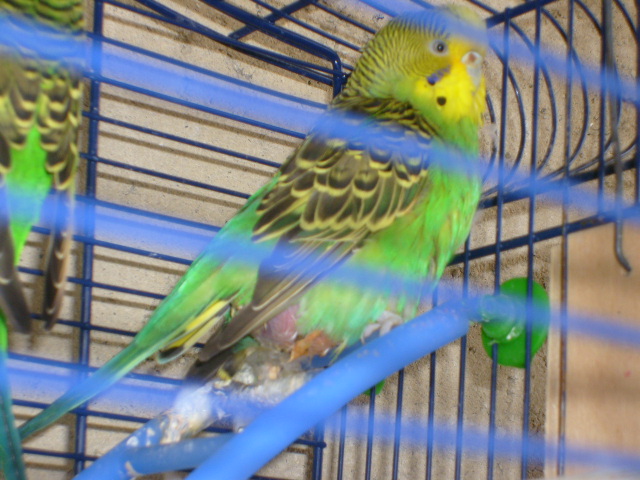 Cloaca sporca e cocorita
gonfia