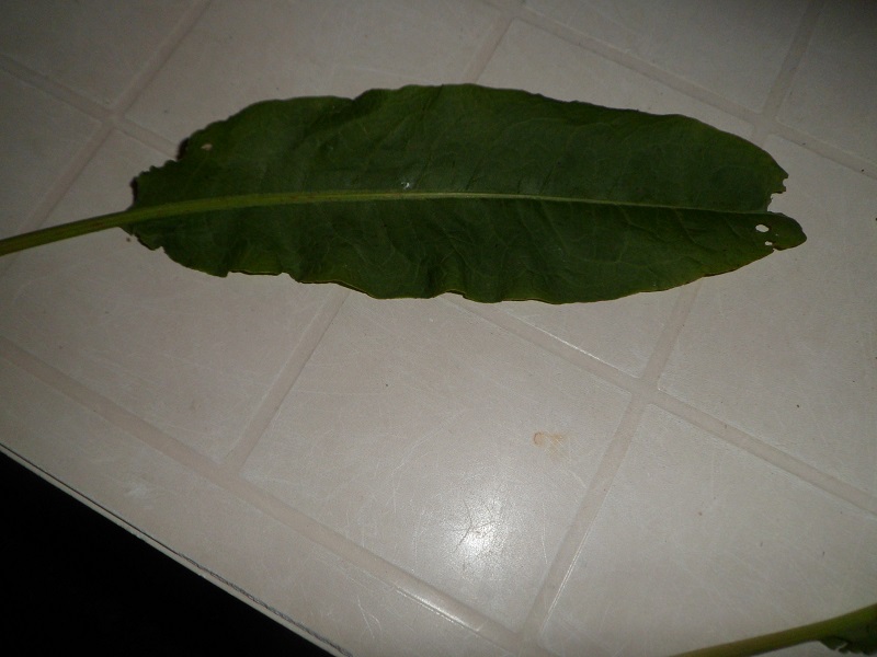 erba