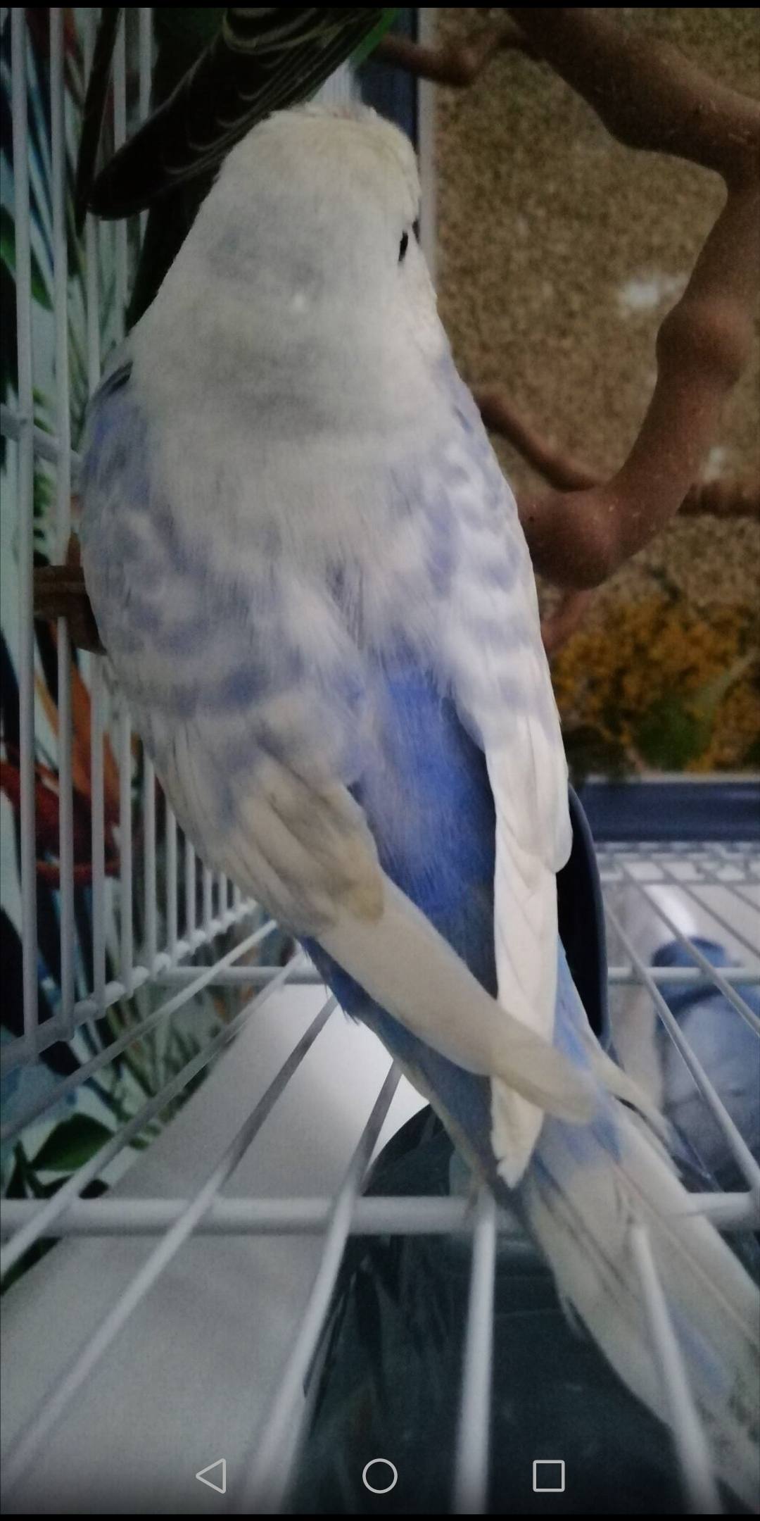 Mutazioni