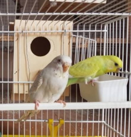 Mutazione