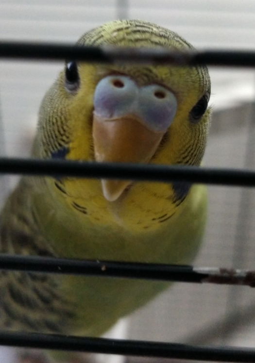 sesso coco