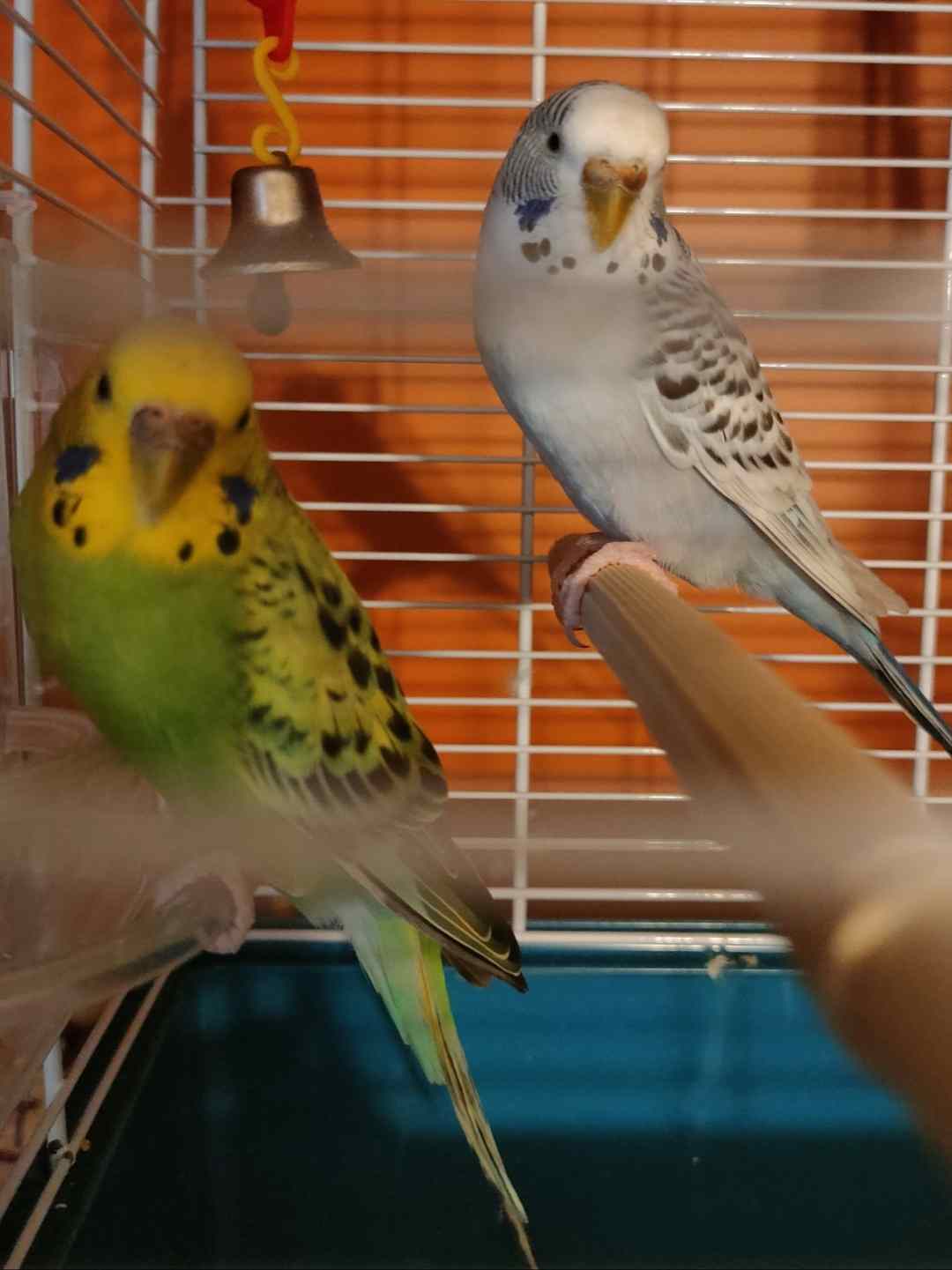 Cocorita"bulla&qu
ot;