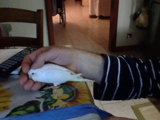 Cocorita albina