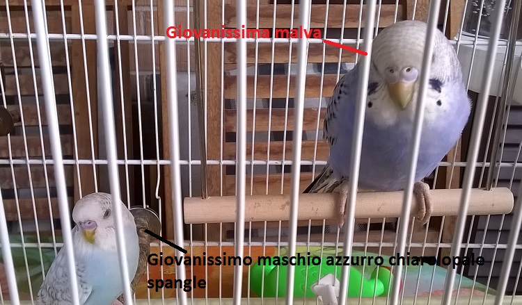 Sesso-mutazione-età...