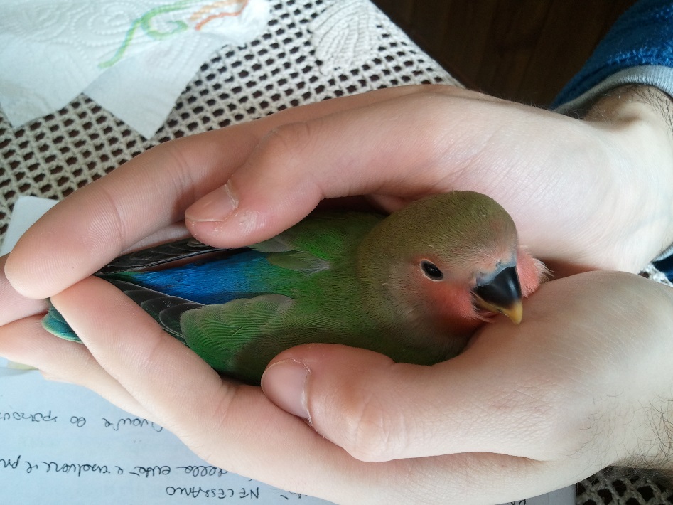 Saluti al gruppo vi
presento il mio
pappagallino