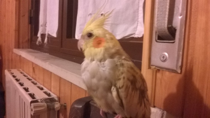 Perla