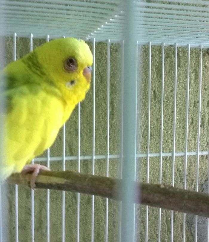 Cocorita con occhio
gonfio e arrossato