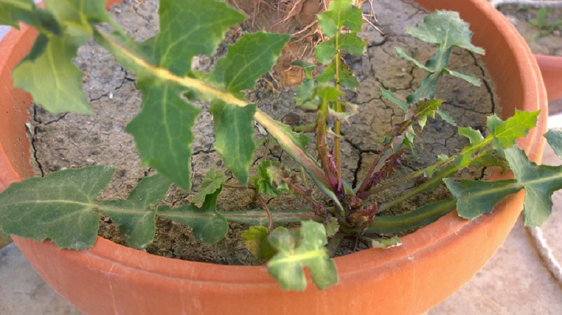 informazione sullepiantine