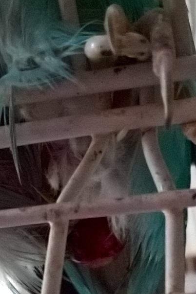 cloaca sanguinolenta,
gonfia, cera bianca in
coco di due anni fatti