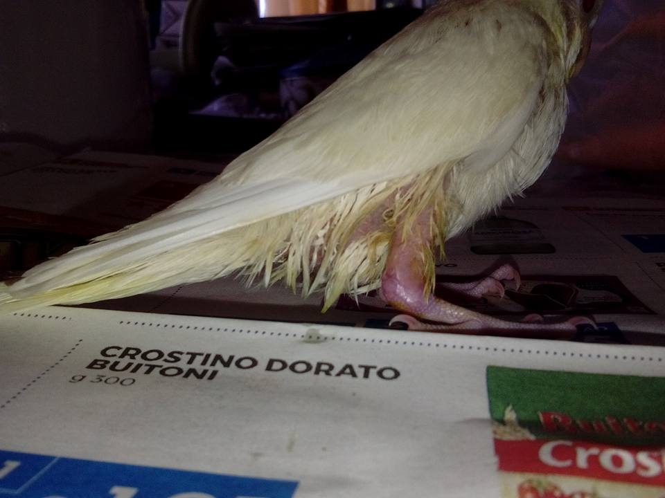 ZAMPETTA GONFIA
ARROSSATA