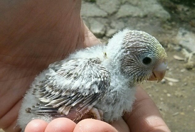 Il mio primo pullo!