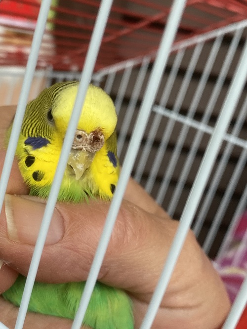 e possibile scabbia?
onulla di preoccupante?