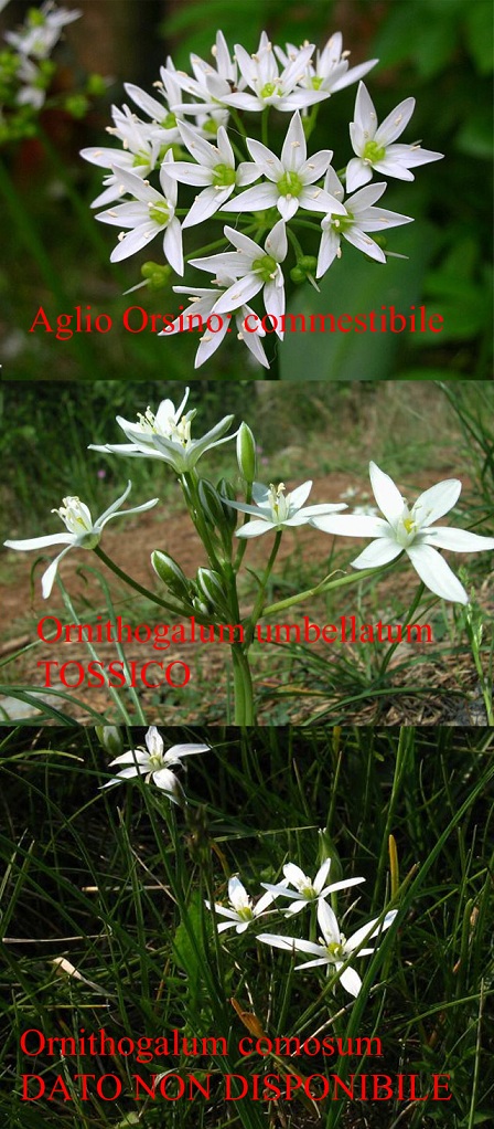 Aglio orsino