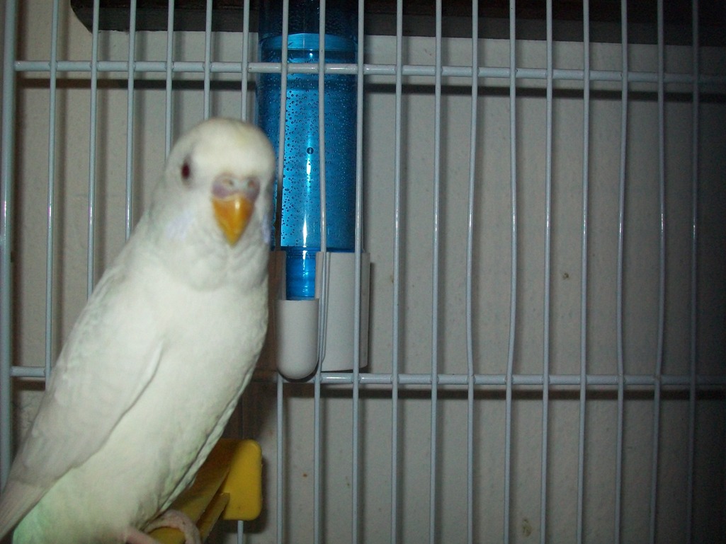 mie coco