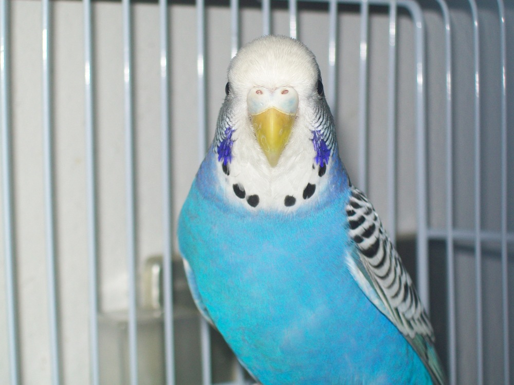 mie coco
