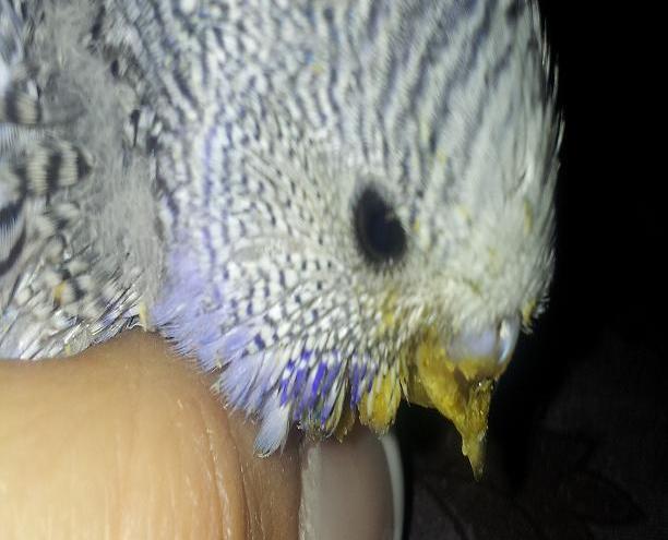 PULLO COCORITA...