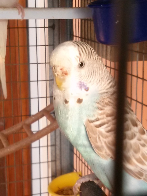 cera femmina scolorita