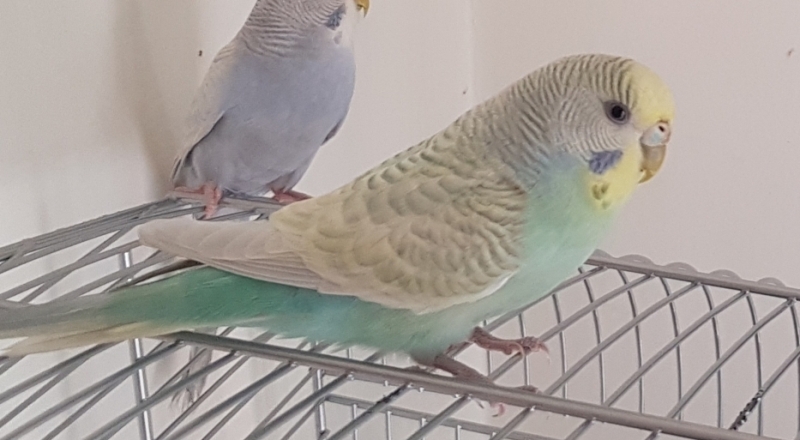 Colore uova