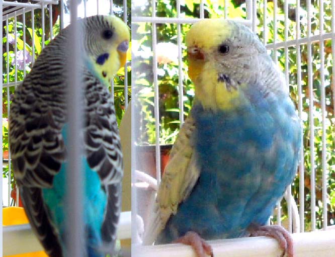 Come faccio a capire
l'età dei miei
pappagallini?