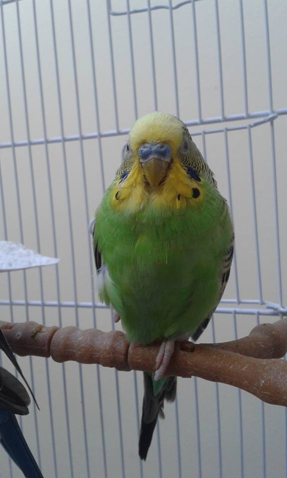 Narici sembrano ostruite