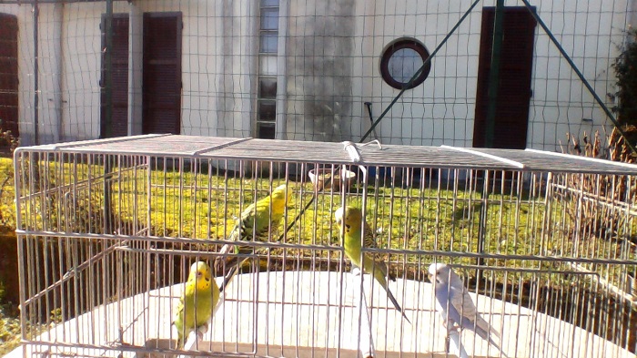 COCO FAMIGLIA