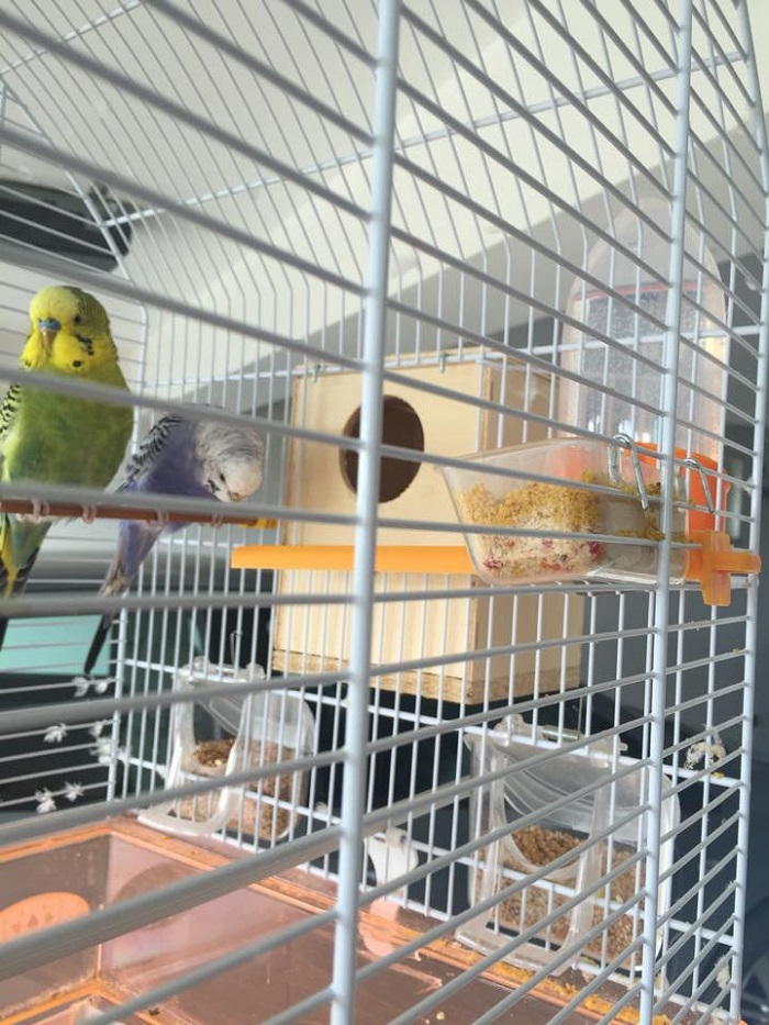 Coco testa bassa!!!help