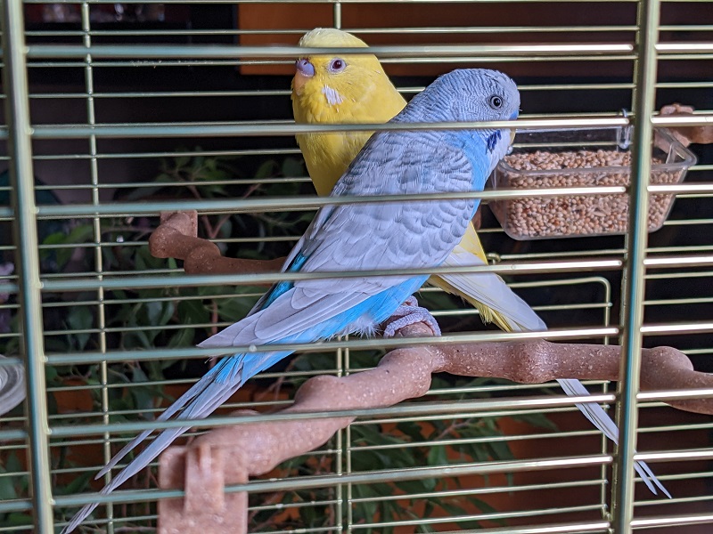 le mie nuove COCO