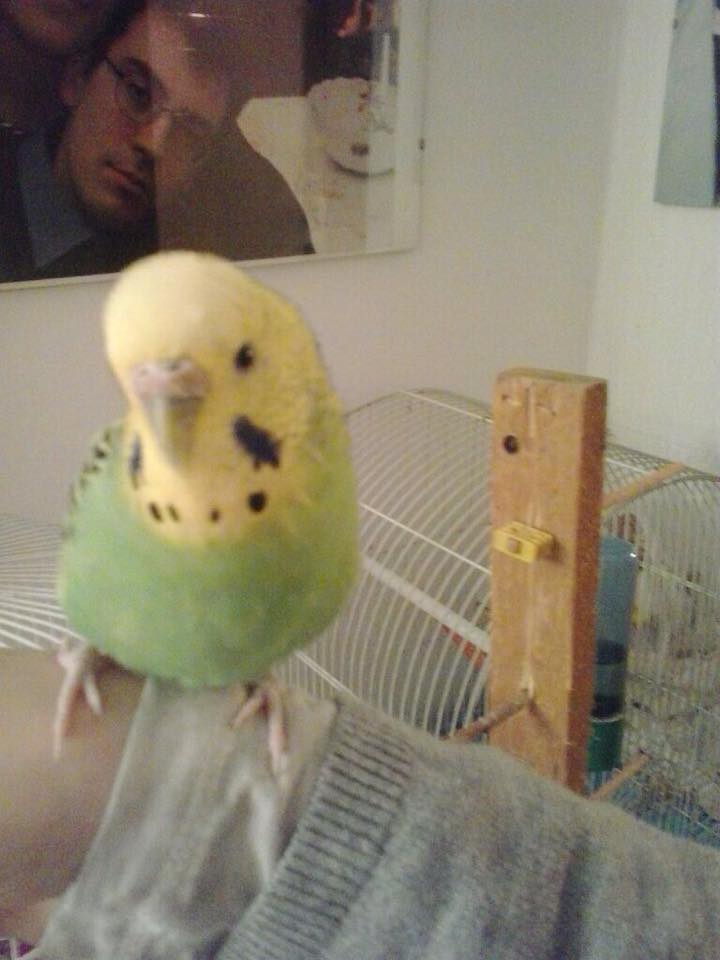 COCO MASCHIO DEPONE...