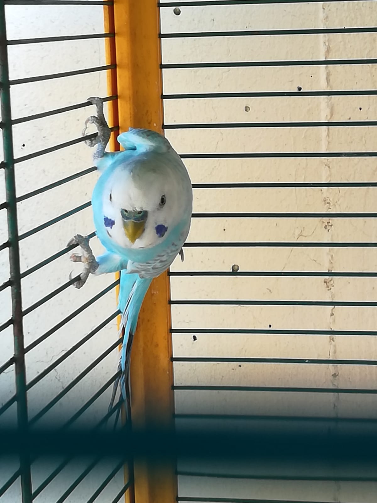 SESSO COCO