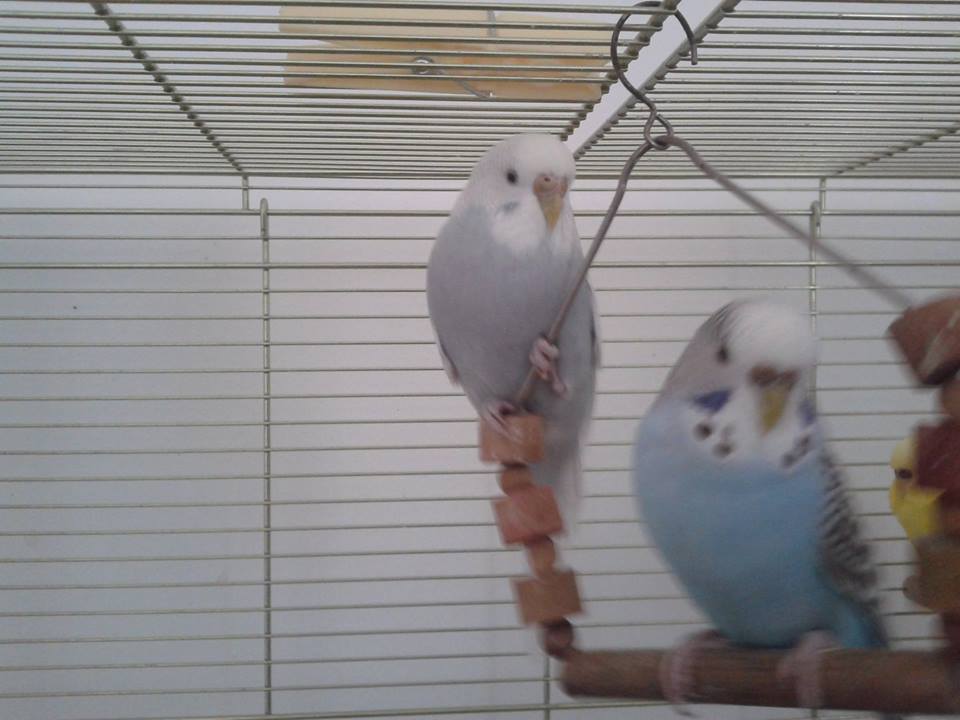 mutazione snowy.