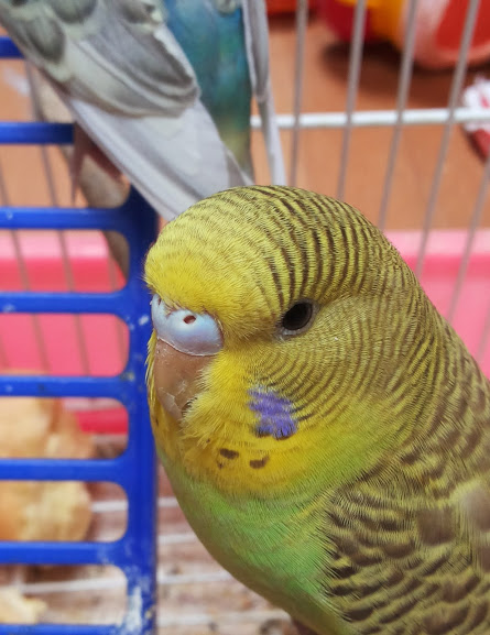 help età cocorita