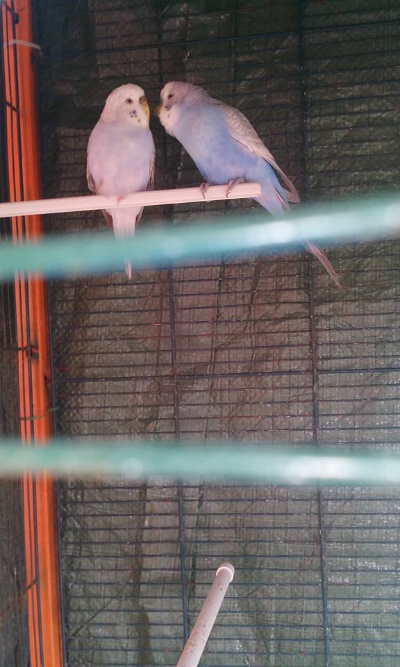 COCORITA GONFIA