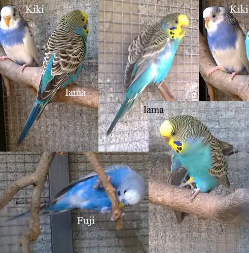 dinamica coppie e
conferma mutazioni