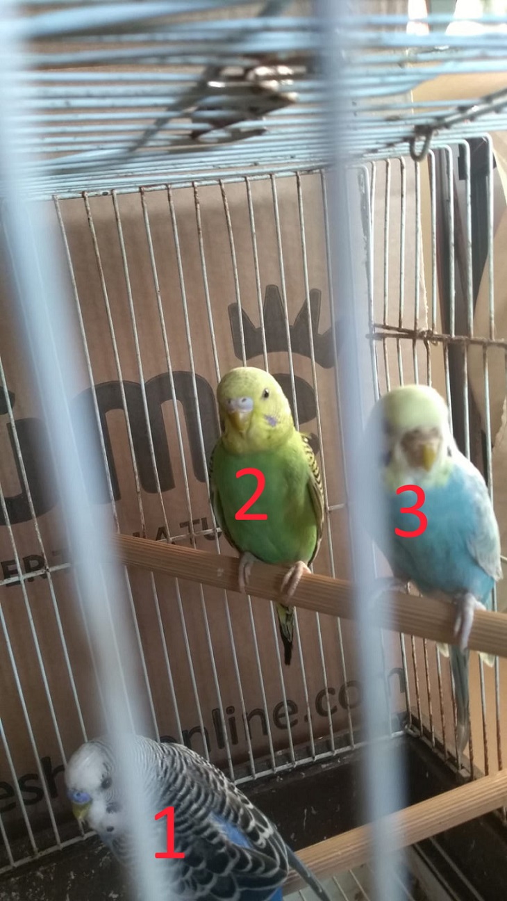 nuovo iscritto e nuove
coco