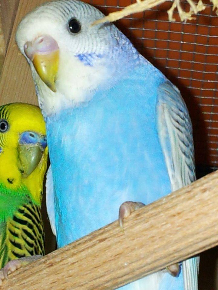 guardate questa foto la
celeste sapete dirmi se
e maschio o femmina ?