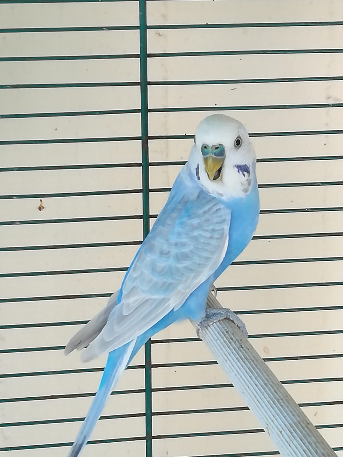 SESSO COCO