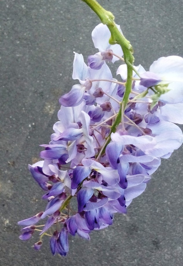 Fiori in gabbia