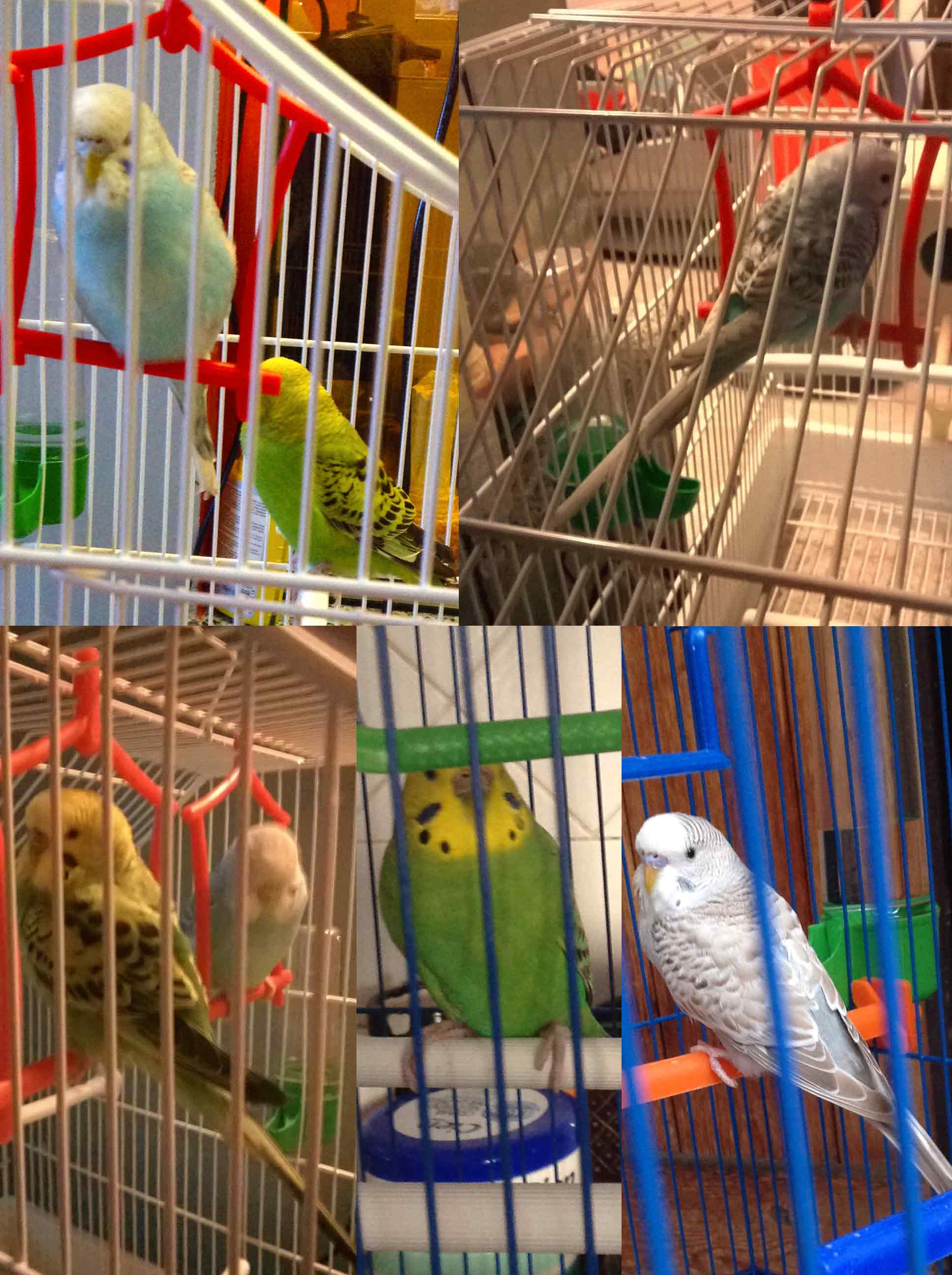 maschi o femmine e
variazioni