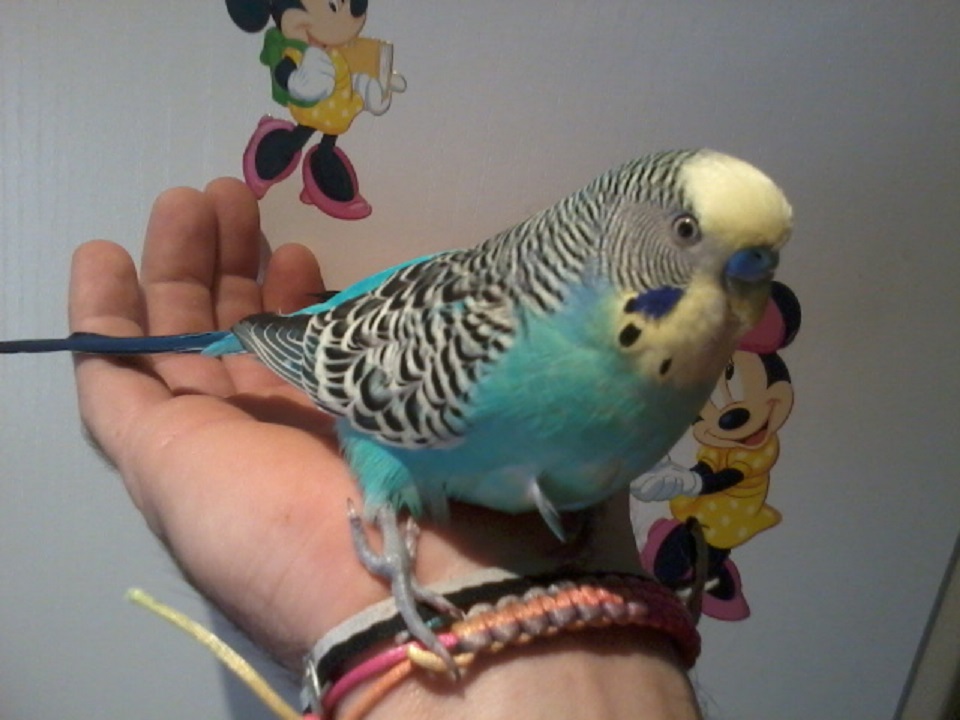 ECCO IL MIO CIOBY