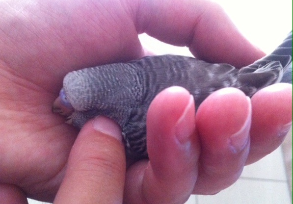 Fa versi mentre dorme