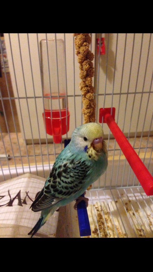 pullo autonomo