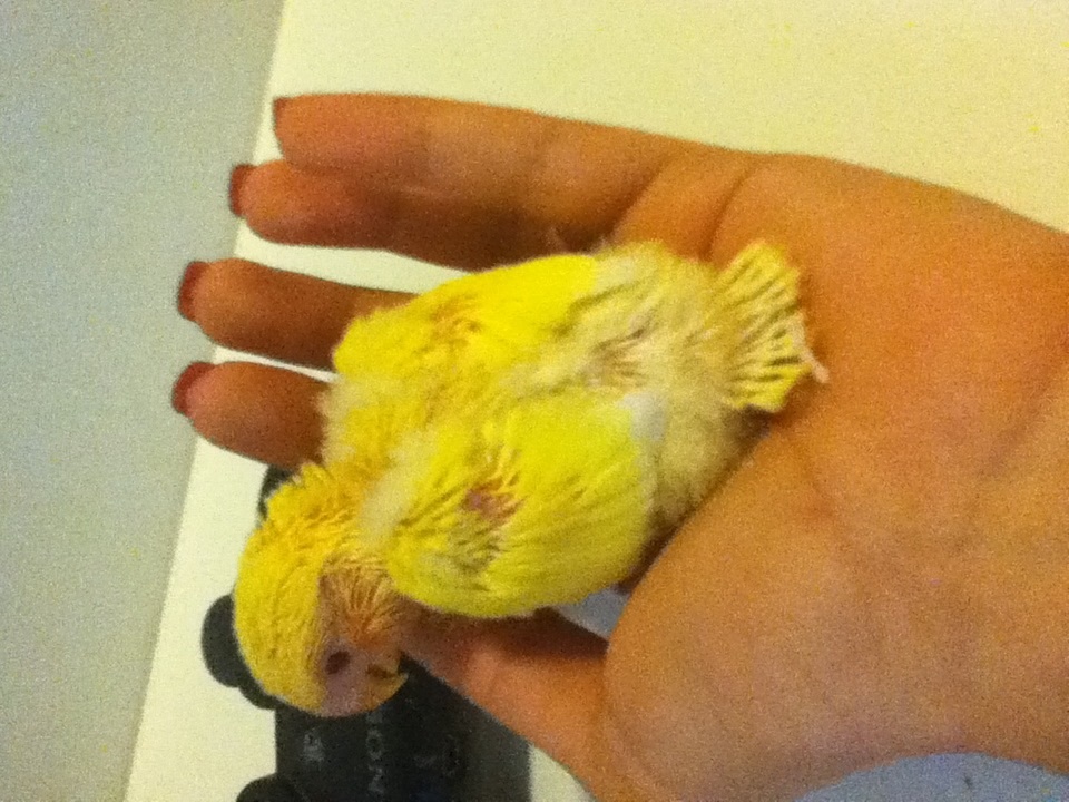Il mio pullo di afa
cresce :)