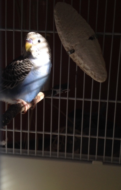 I miei nuovi coco
