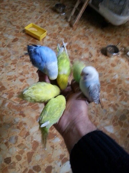 Alla caccia...