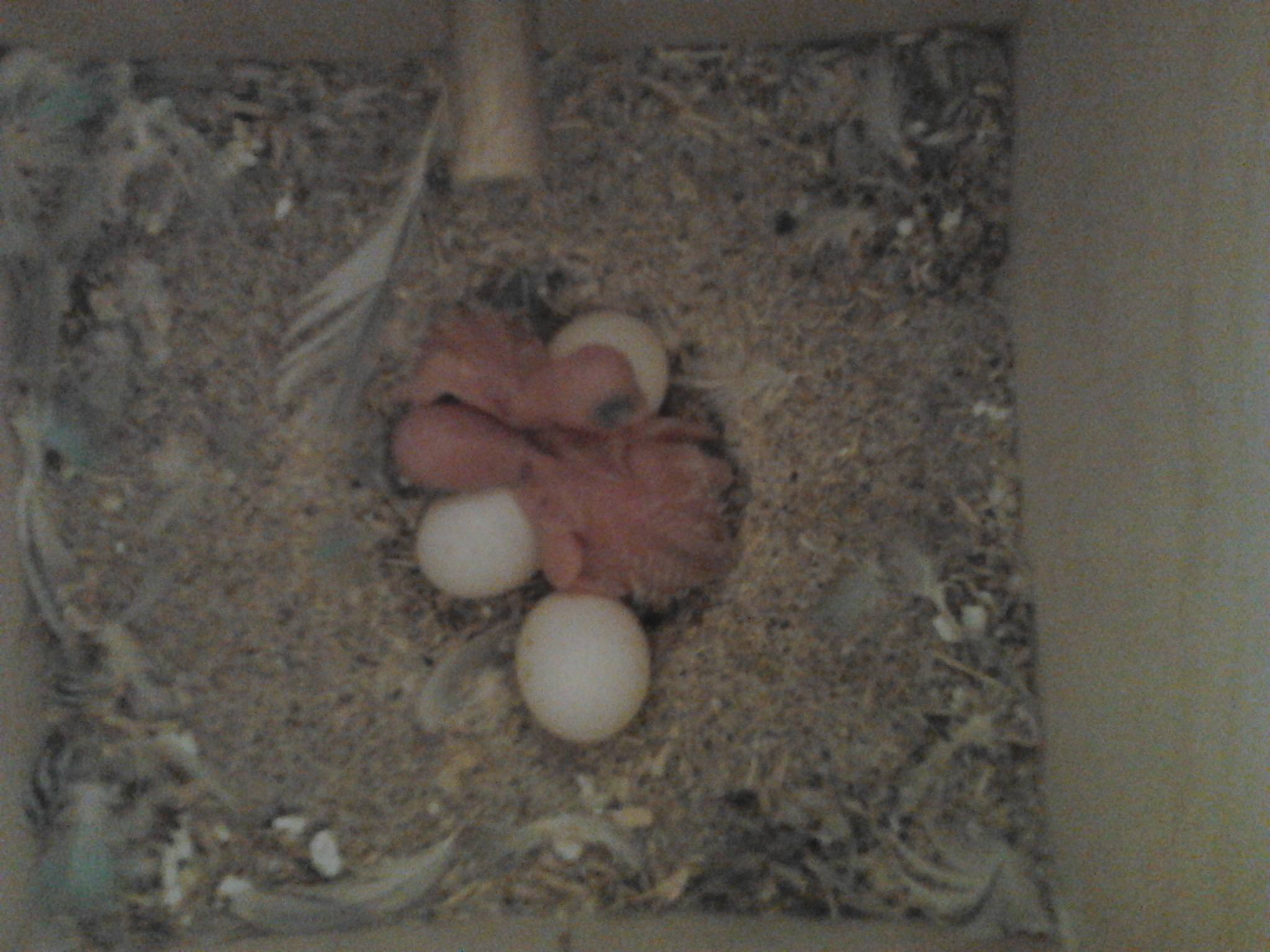 à¨ nato il primo pullo:...