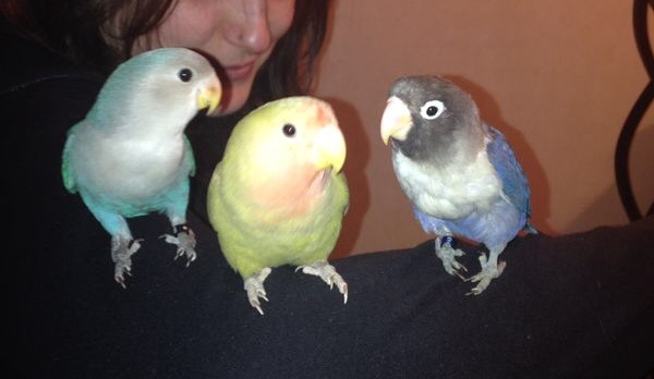 I miei 3 inseparabili